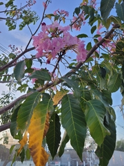 Tabebuia rosea
