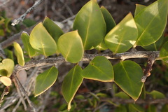 Robsonodendron maritimum
