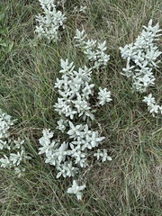 Cerastium tomentosum