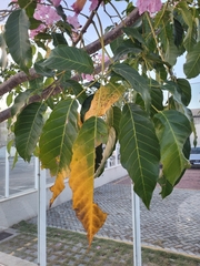 Tabebuia rosea