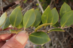 Robsonodendron maritimum