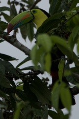 Ramphastos sulfuratus