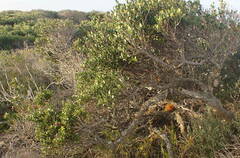 Robsonodendron maritimum