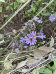 Symphyotrichum shortii