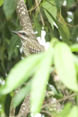 Myiodynastes luteiventris