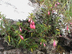 Fuchsia campos-portoi