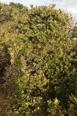 Robsonodendron maritimum