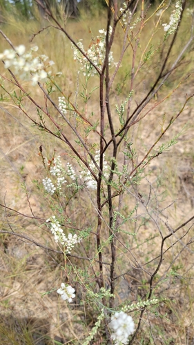 Image of Polygonella americana by no rights reserved