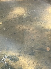 Nocomis leptocephalus