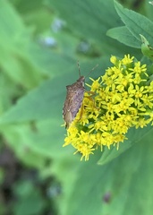 Podisus maculiventris