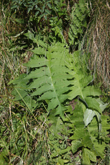 Cirsium erisithales