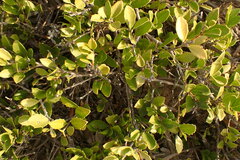 Maytenus procumbens