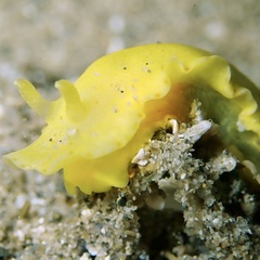 Nudibranchia