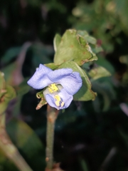 Commelina virginica