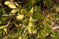 Maytenus procumbens