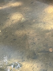 Nocomis leptocephalus