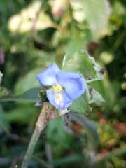 Commelina virginica