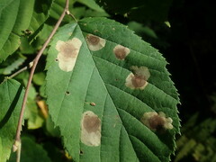 Cameraria corylisella