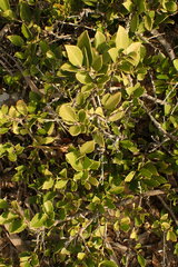 Maytenus procumbens