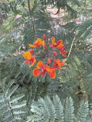 Caesalpinia