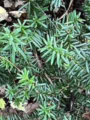 Taxus