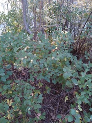 Symphoricarpos albus