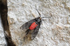 Eucereon erythrolepsis