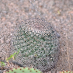 Mammillaria grusonii
