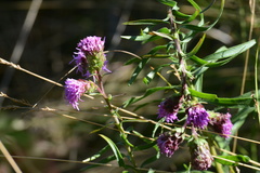 Liatris novae-angliae