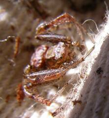 Xysticus locuples