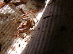 Xysticus locuples