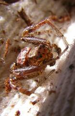 Xysticus locuples