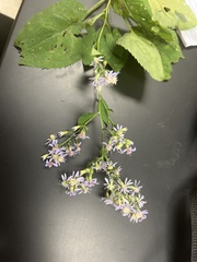 Symphyotrichum cordifolium