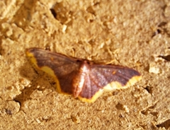 Lophosis labeculata