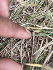 Aphidomorpha
