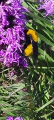 Bombus morrisoni