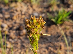 Bulbine capitata
