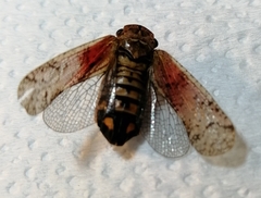 Fulgoridae