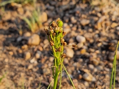 Bulbine capitata