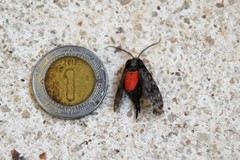 Eucereon erythrolepsis