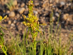 Bulbine capitata