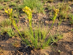 Bulbine capitata