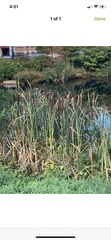 Typha
