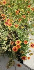 Gaillardia pulchella