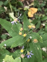 Symphyotrichum shortii