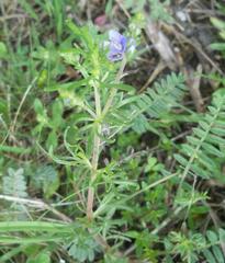 Veronica multifida