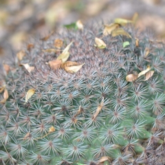 Mammillaria grusonii