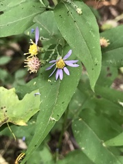 Symphyotrichum shortii