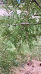 Taxodium distichum