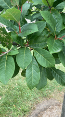 Chionanthus virginicus